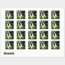Search for black and white rabbit stickers Pet