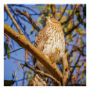 Recherche de faucon art Oiseau de proie