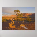 Search for winter trees posters Wilderness