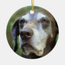 Search for pointer dog ornaments Canine