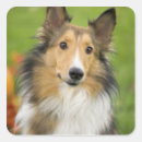 Search for rough collie stickers Sable