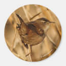 Search for marshes magnets Wildlife