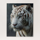 Recherche de tigre blanc puzzles Faune