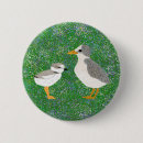 Search for tern Least tern