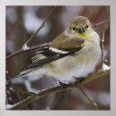 Recherche de birding posters Oiseaux