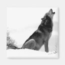 Search for timber wolf magnets Nature