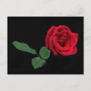 Search for single rose postcards Beautiful
