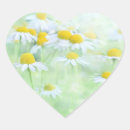 Search for chamomile flowers stickers Summer