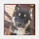 Recherche de malamute magnets Mignon