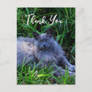 Search for cat fluffy cards Animal