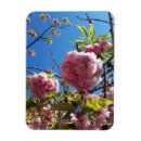 Search for cherry tree magnets Nature