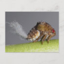 Recherche de macro photo cartes postales Insecte
