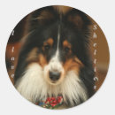 Search for shetland sheepdog stickers Herding dog