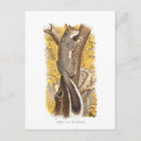 Search for cute squirrel postcards Autumn