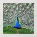 Search for plumed invitations Bird