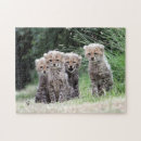 Recherche de guépard puzzles Chat