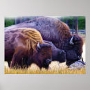 Search for bison posters Wildlife