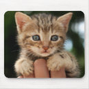 Recherche de chaton tapis souris Animaux domestiques