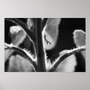 Search for tiny small photography Insect