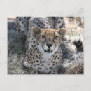 Recherche de animal puma cartes invitations Prédateur