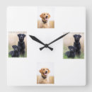 Recherche de chien labrador horloges Anniversaire