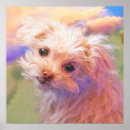Recherche de maltais posters Chiot