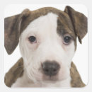 Search for pitbull puppy stickers Animal
