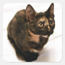Search for tortoiseshell cat stickers Kitten