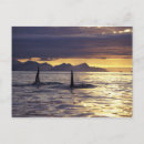 Search for orca whales postcards Marine mammal