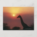 Search for camelopardalis cards invites Wildlife
