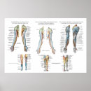 Search for innervation posters Nervous