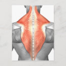 Recherche de tendon cartes postales Triceps brachii