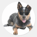 Search for heeler stickers Australian