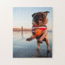 Recherche de carlins puzzles Chiot