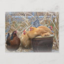 Recherche de poulet cartes postales Pays