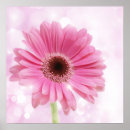 Recherche de gerber rose posters Gerbera
