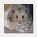 Search for hammie magnets Hamster