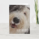 Search for shaggy dog cards Pet