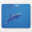 Search for roos mousepads Animal