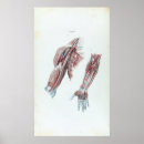 Search for hand anatomy posters Medical