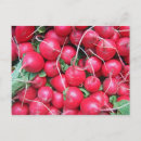 Recherche de radis cartes postales Nourriture