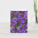 Search for aster cards Floral