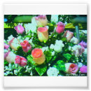 Recherche de fleur colorée multi Fleurs