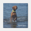 Recherche de chien de vizsla magnets Chiens