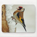 Search for goldfinch mousepads Wildlife