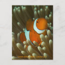 Recherche de nemo cartes postales Poisson clown