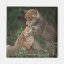 Search for latrans Wildlife