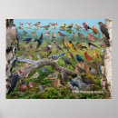 Recherche de oiseaux bleus posters Pour tous