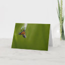 Search for monarch butterfly cards Butterflies