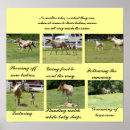 Search for filly art Foals
